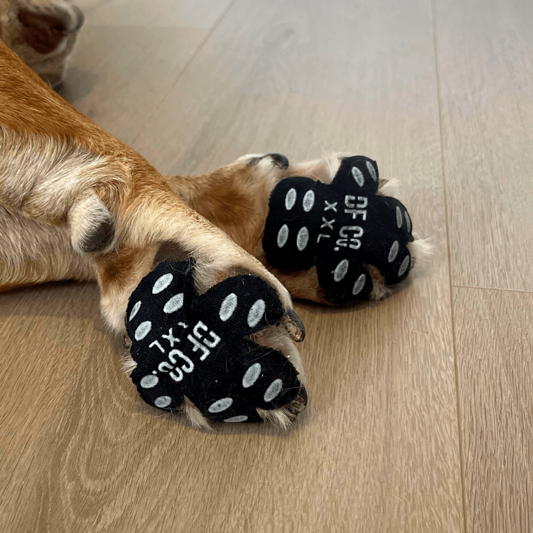 Dog Paw Protector