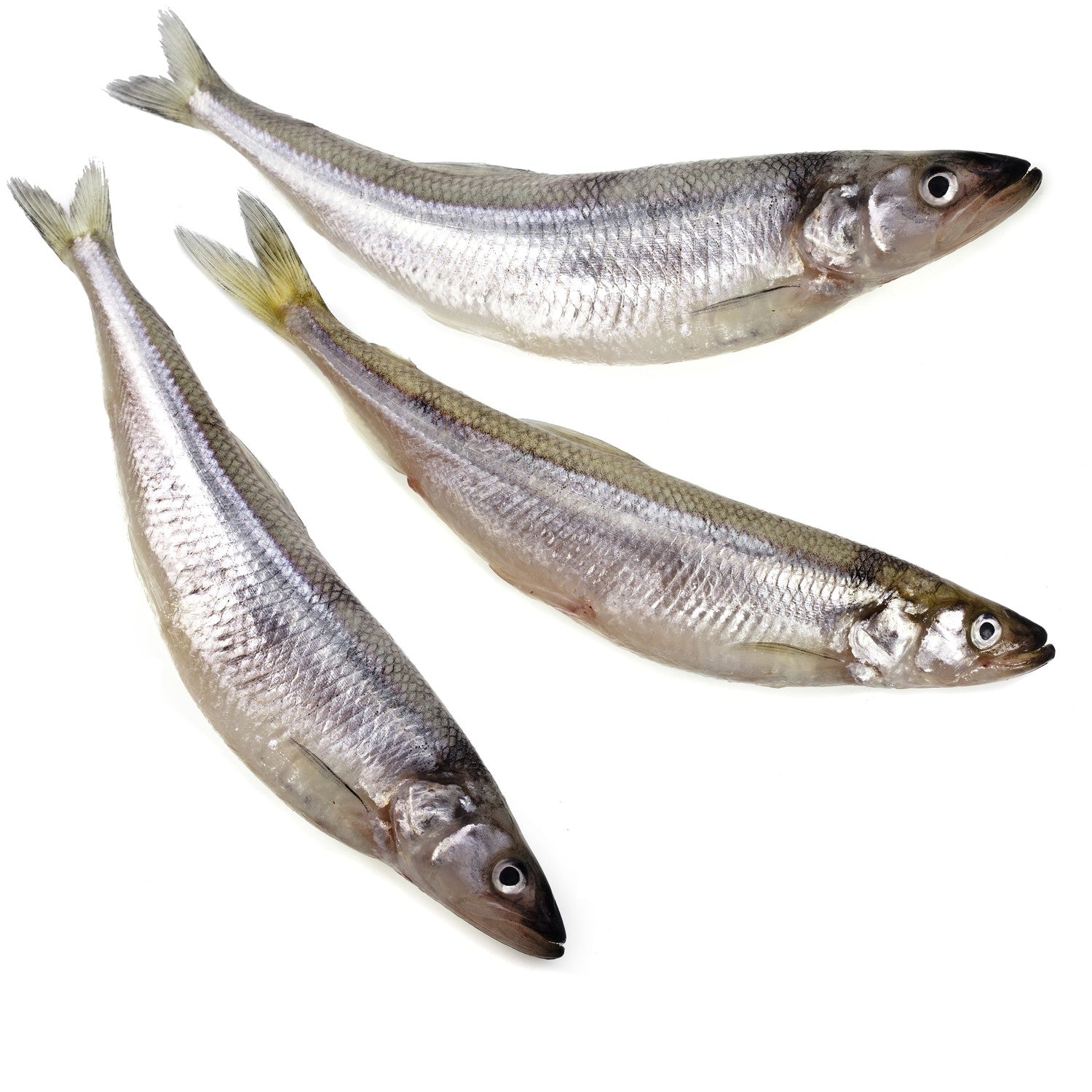 Bulk Smelt 22lbs (Pickup Only)